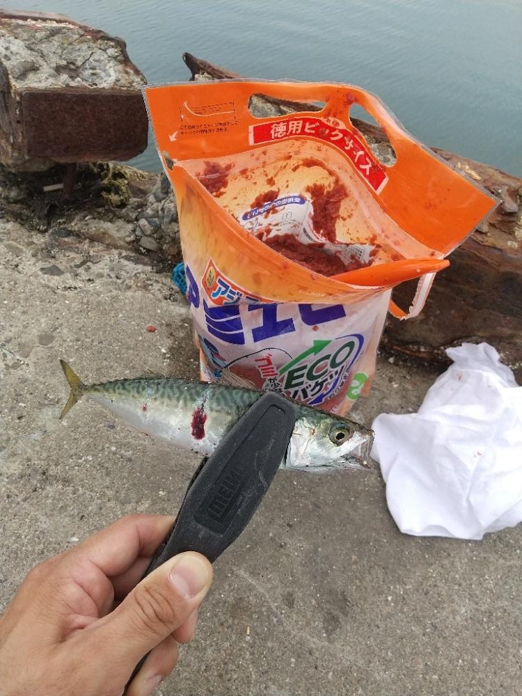 まさかのサビキで