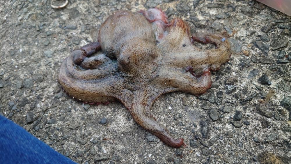 タコ、成長してきた