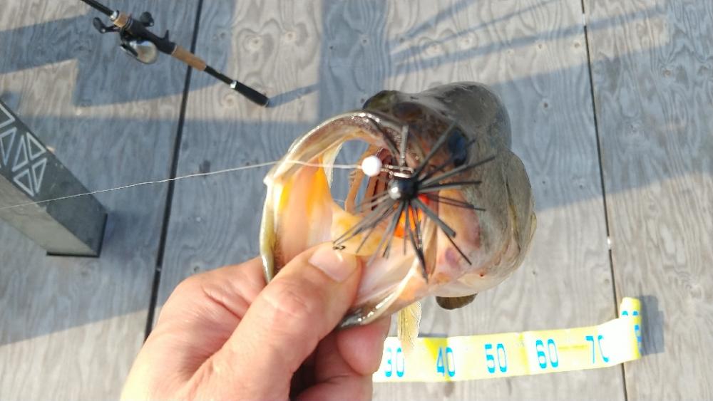 朝イチ短時間釣行