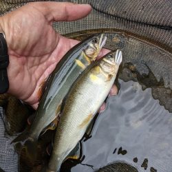 飛騨川漁協　支流鮎解禁