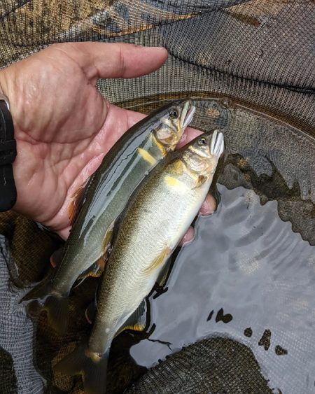 飛騨川漁協　支流鮎解禁