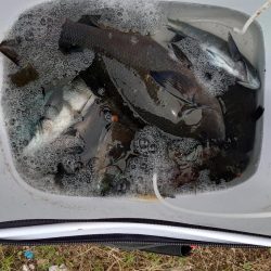 クロ釣り(畝刈)