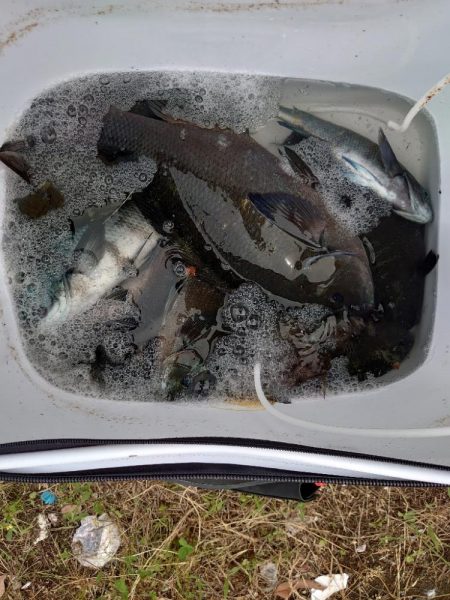 クロ釣り(畝刈)