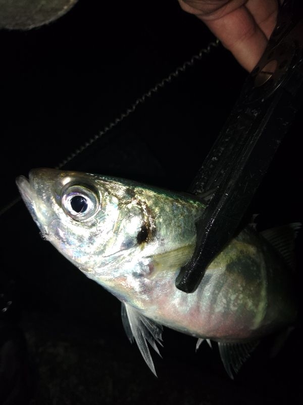 フロートゲ～ム