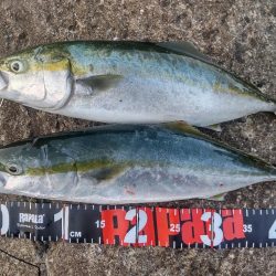 ショアプラッキング