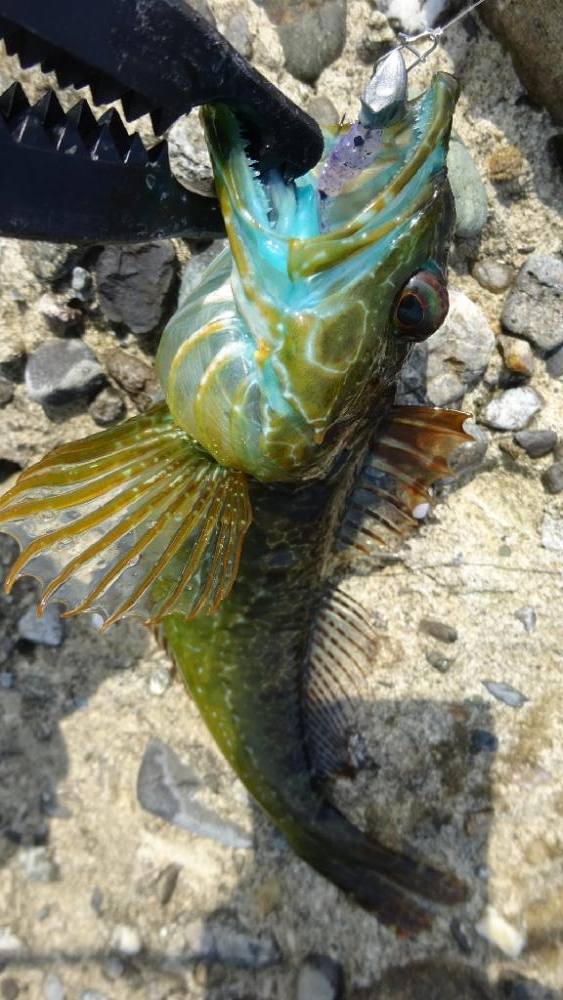 岬町ライトゲーム2