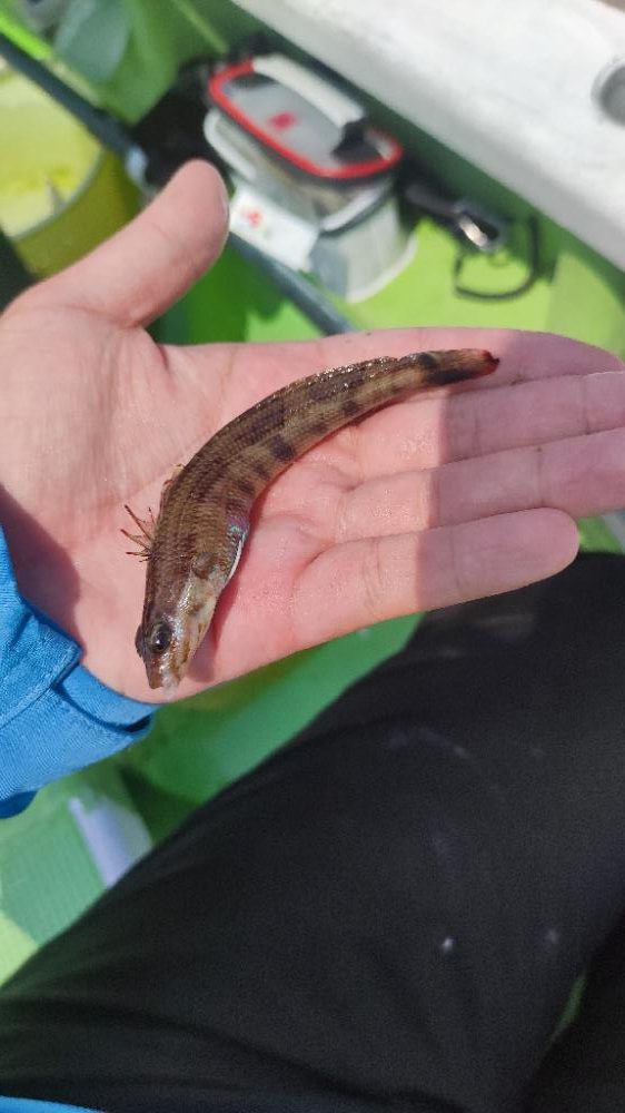 中ノ瀬でシロギス釣り