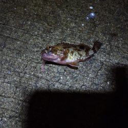 ウキ釣り練習　夜釣り