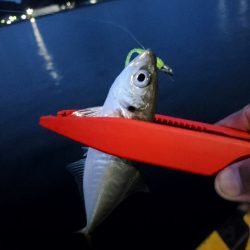 アジング楽しい～!!!