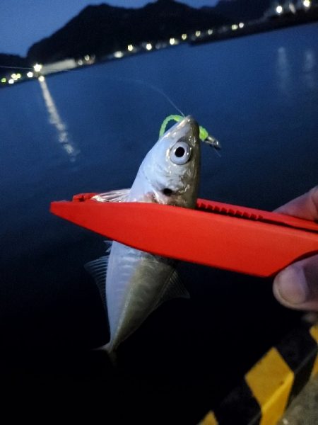 アジング楽しい～!!!