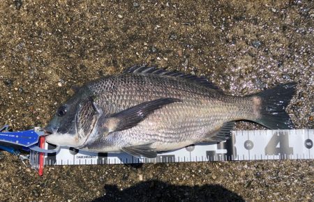 【マチヌ】比較的綺麗な個体