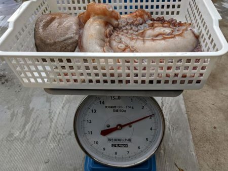 伊勢湾沖タコ釣り開幕！