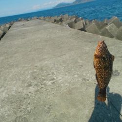アコウ　アイナメ　釣りと趣味のKちゃんねる