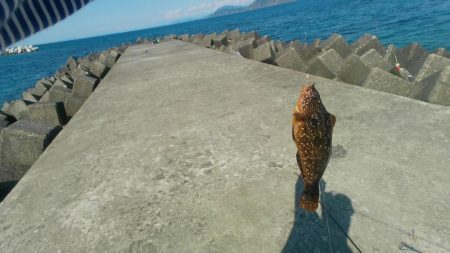 アコウ　アイナメ　釣りと趣味のKちゃんねる