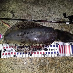 ベイトタックルで挑んだエギング