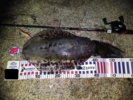 ベイトタックルで挑んだエギング