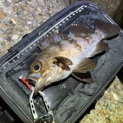 二見の梅雨メバル絶好調