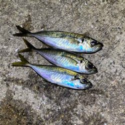 姫路離島アジング！アジの群れは見付からず・・・