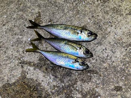 姫路離島アジング！アジの群れは見付からず・…