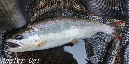 相変わらずの超渇水