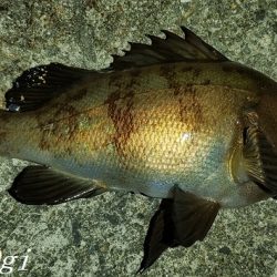 エビ撒き&青虫で良型メバル！