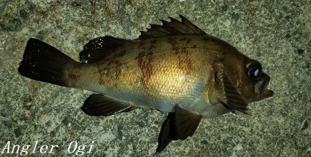 エビ撒き&青虫で良型メバル！