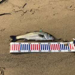 宮津シーバス3本