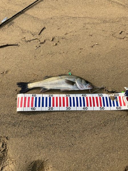 宮津シーバス3本