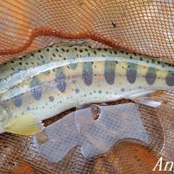 雨で水量は回復した？