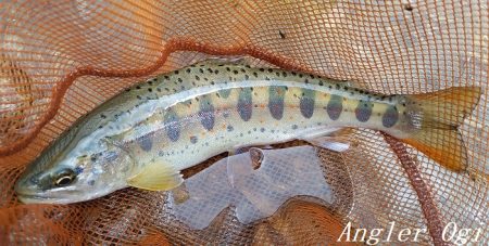 雨で水量は回復した？