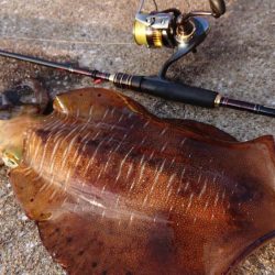 対馬からの投稿！