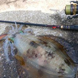 対馬からの投稿②