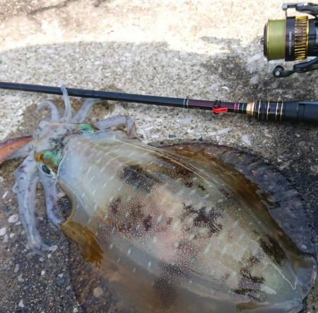 対馬からの投稿②