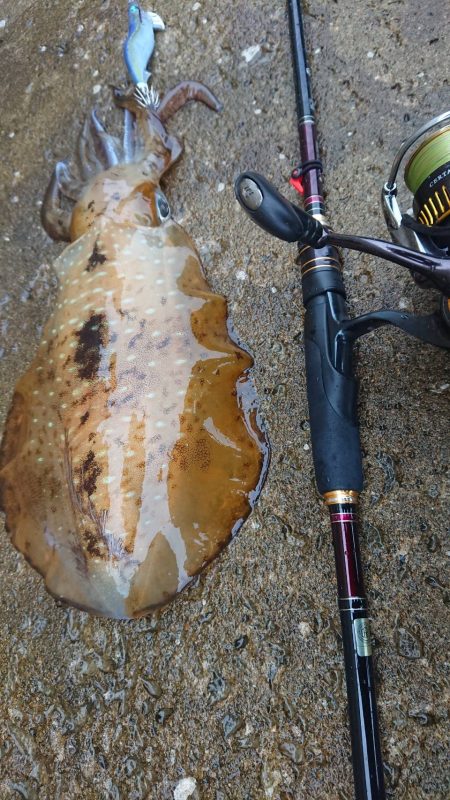 対馬エギング釣果