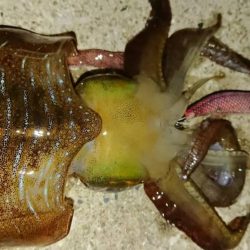 対馬エギング釣果