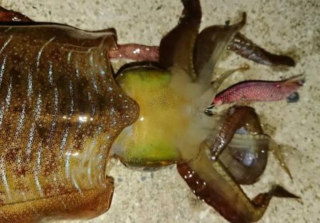 対馬エギング釣果