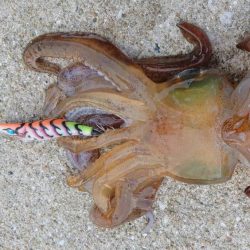 対馬エギング釣果