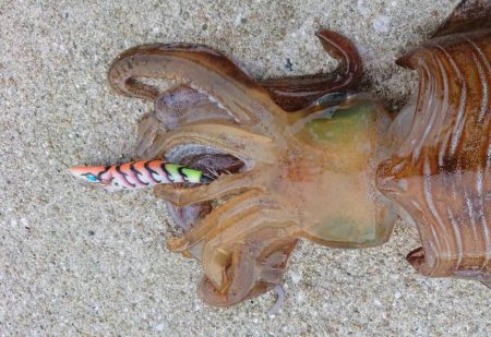 対馬エギング釣果