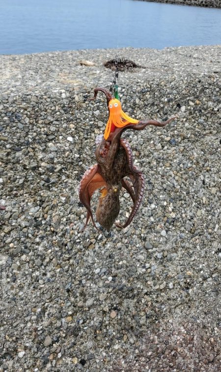 今年は当たり年？？