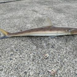 100均のルアーでキジハタ