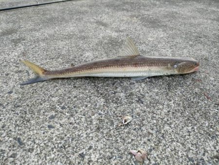 100均のルアーでキジハタ