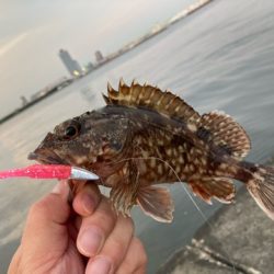 久しぶりの沖堤で遊んできました