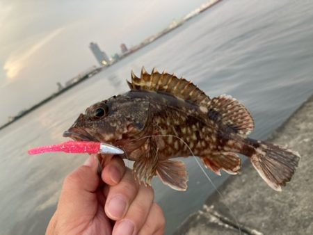 久しぶりの沖堤で遊んできました