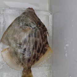 今年の初カワハギ狙い