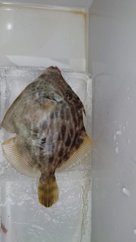 今年の初カワハギ狙い