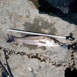 …今日もシーバス♪