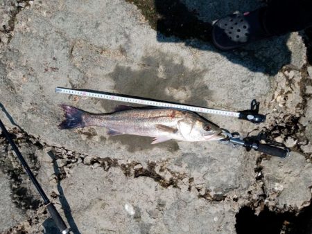 …今日もシーバス♪