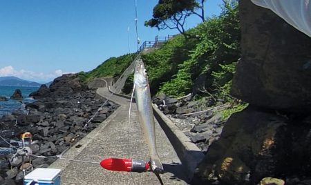 ピンキスしかいないの