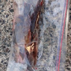 いつもと違う魚