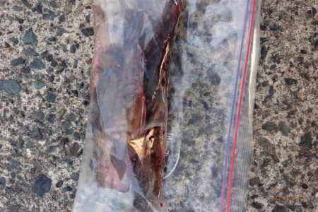 いつもと違う魚